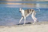 WHIPPET 179